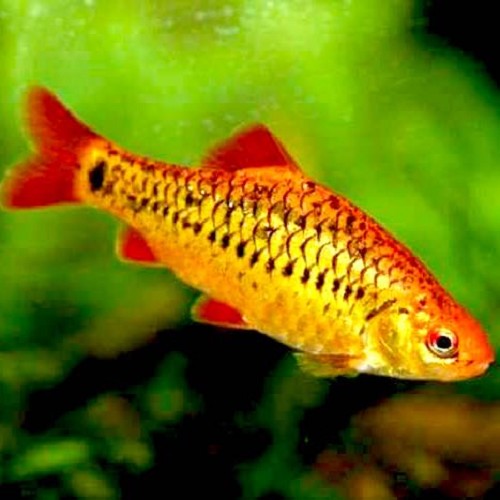 Barbus schuberti   Goudbarbeel M